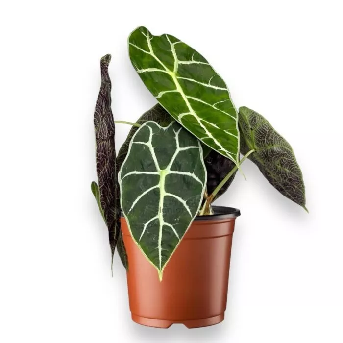 Алоказия Ватсона d10 h15 