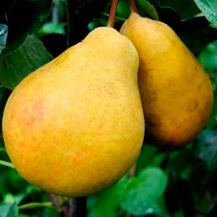 Груша Праздничная v 5-10 