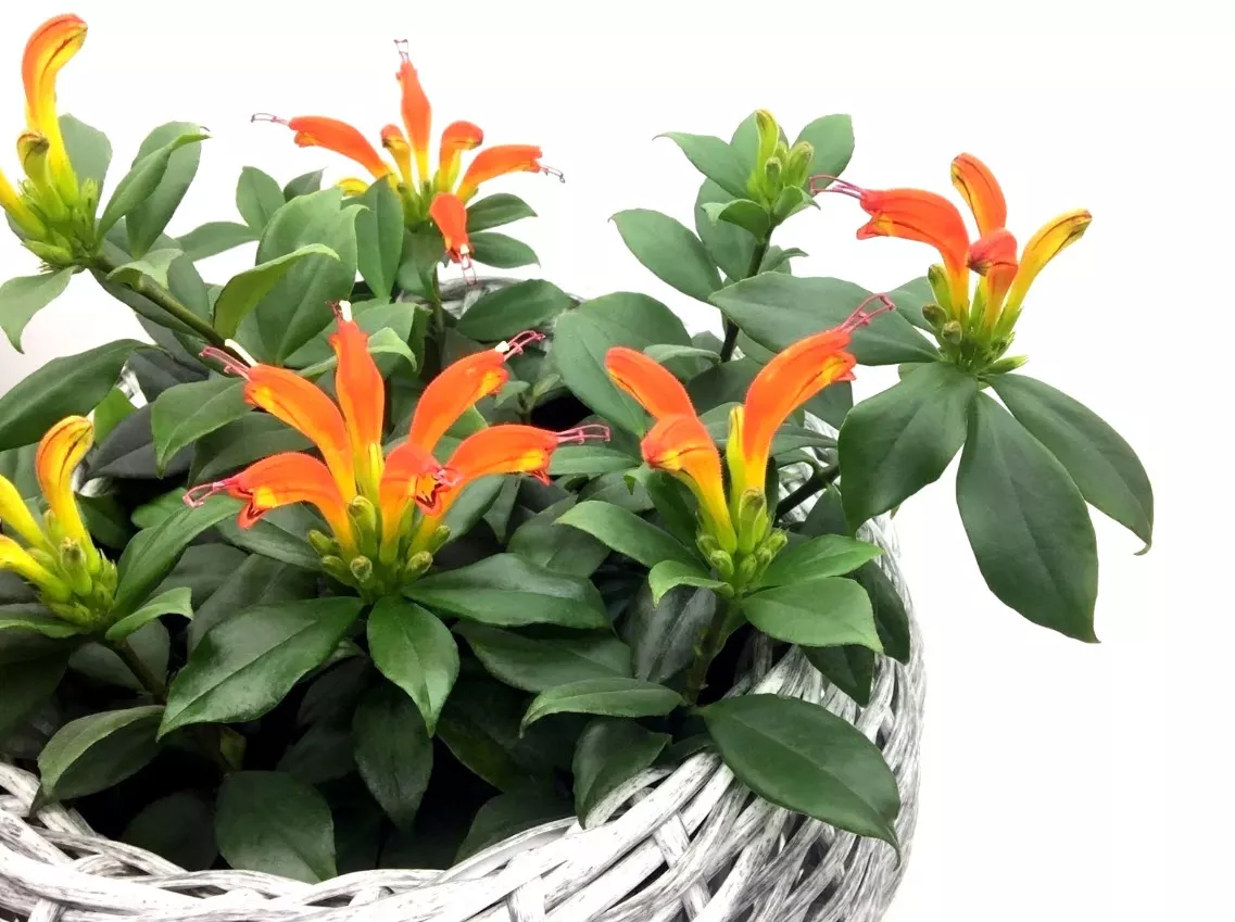 Эсхинантус d9 10 ХР 