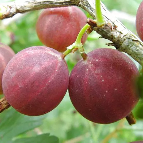 Крыжовник Куйбышевский, темно-вишневый Р9 Tim 