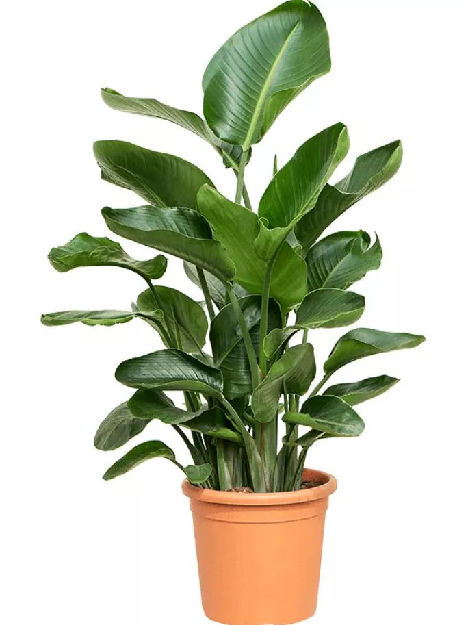 Стрелиция Николай d24 h80 