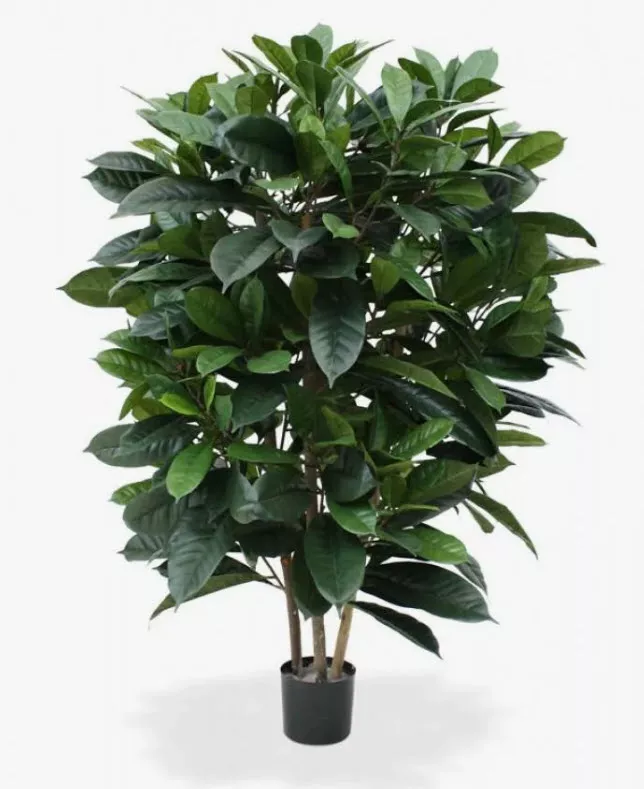 Фикус Циастипула d21 h105 