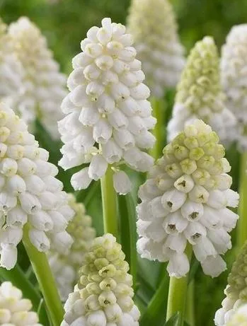 Луковица Мускари Вайт Мэджик 7/8, 20 шт/уп 