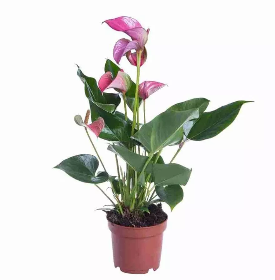 Антуриум Андреанум Перпл Лав d17 h55 