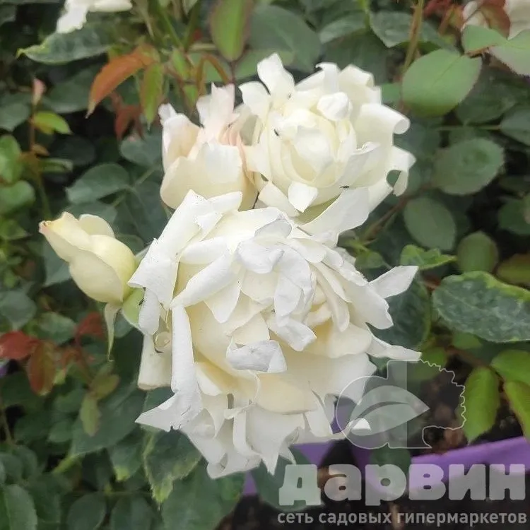 Роза флорибунда Раффлс Квин v5 Lav 
