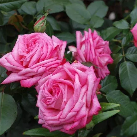 Роза чайно-гибридная Веддинг Бэллс с5, Tim 