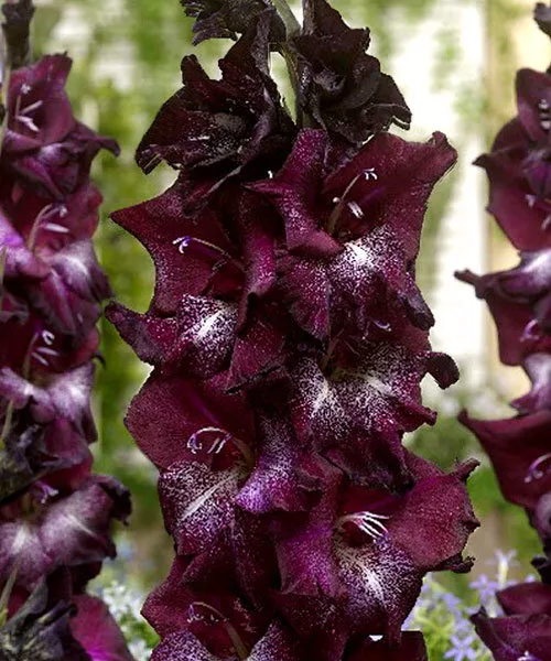 Луковица Гладиолус Шака Зулу 14/16 3 шт 