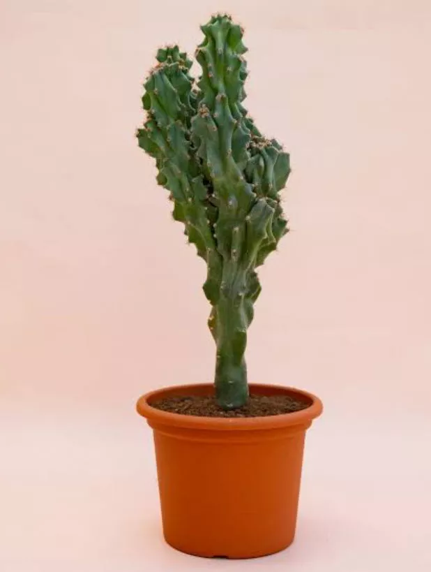 Цереус Ямакару d12 h30 