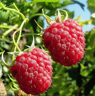 Малина в коробке Бабье лето, красная Tim 