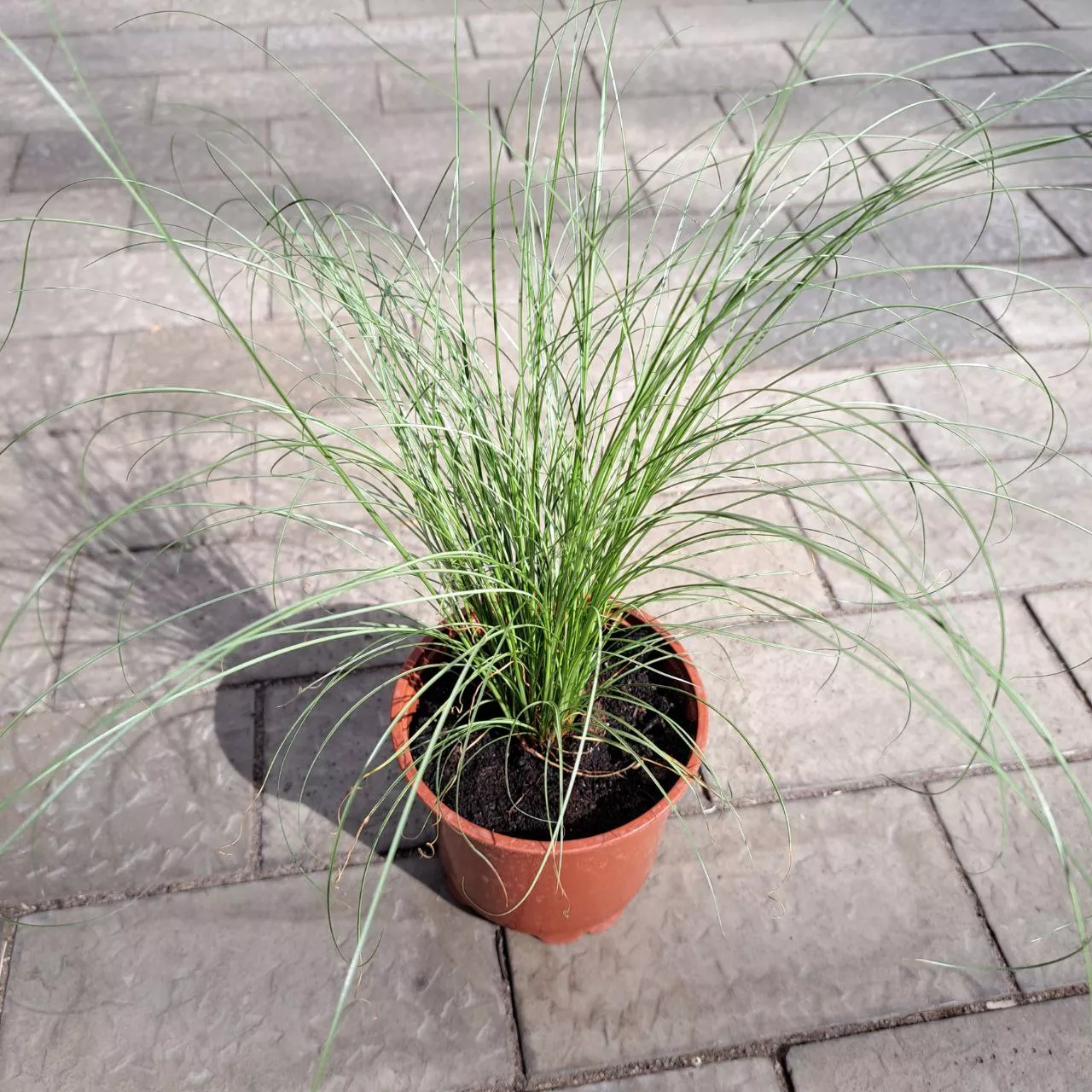 Ковыль тончайший Пони Тэйлз d12 Tim 