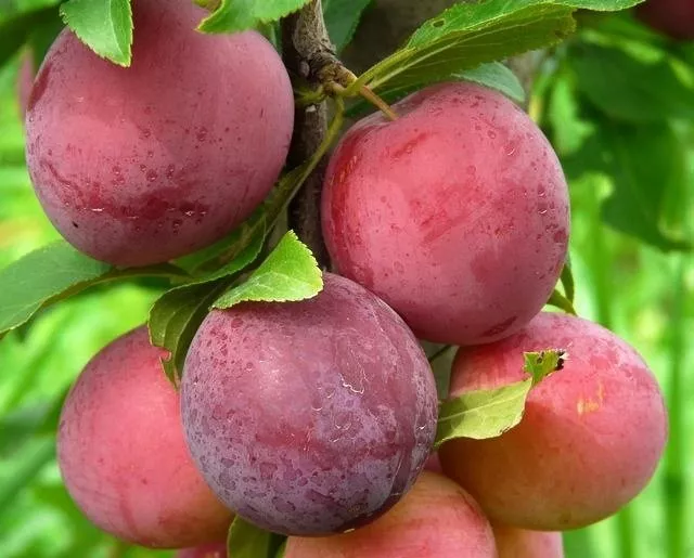 Алыча Несмеяна v7 100-140 Lav 