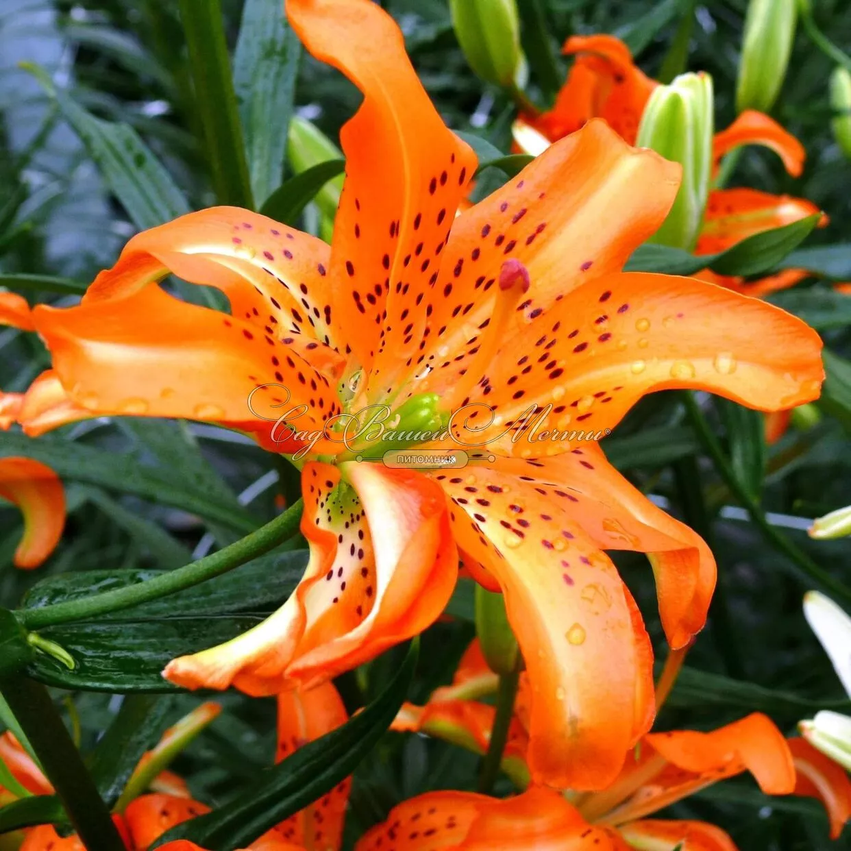 Луковица НВМ Лилия Восточная Муст Зее 10/12 2шт 