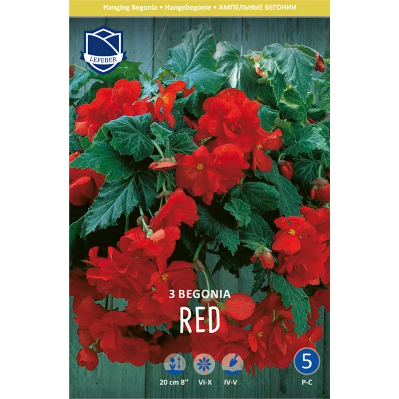 Клубень Бегония пендула Рэд 6/7 3шт 