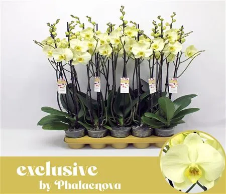 Фаленопсис 2 ст Грин Тач d12 h60 