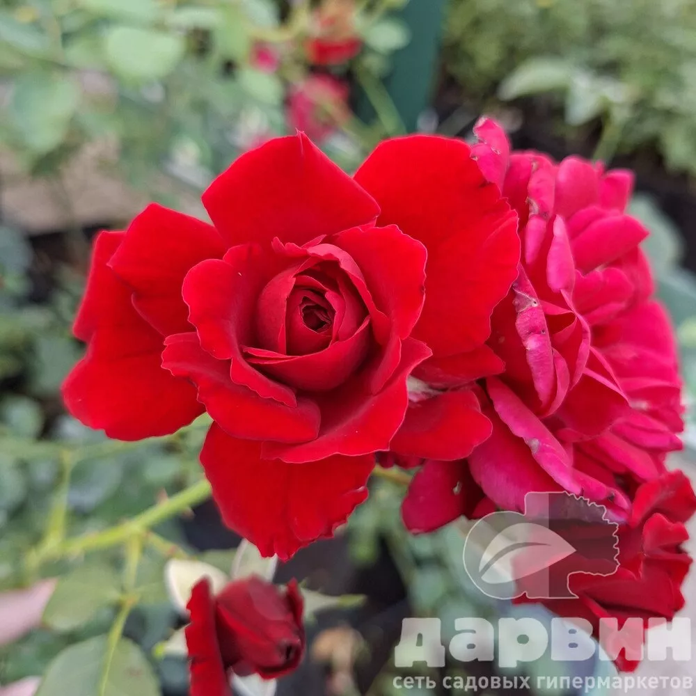 Роза плетистая Симпатия v5 Lav 