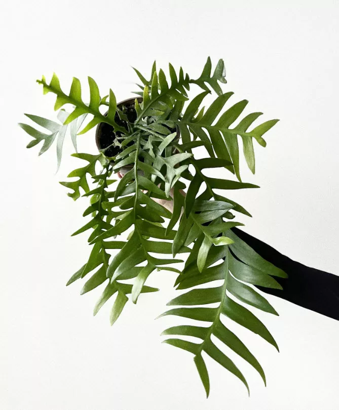 Эпифиллум Марниера d12 ХР 