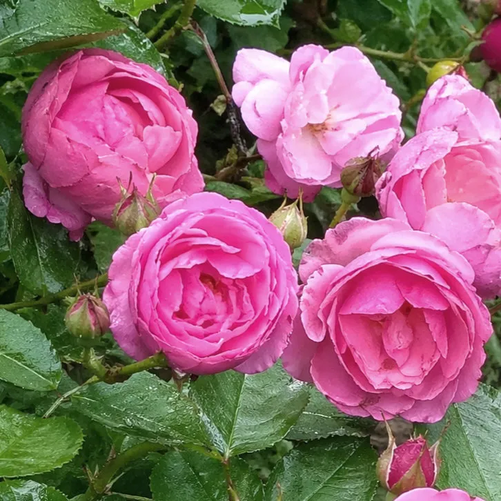 IMG_20260426_221521_200