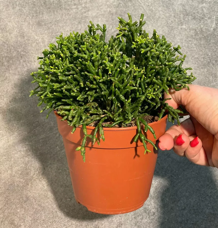 Хатиора кактус танцующие косточки d12 h25 