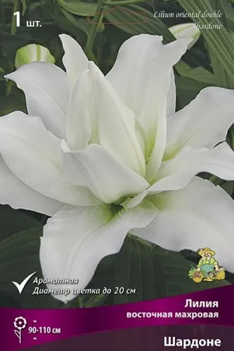 Луковица Луковица Лилия восточная махровая Шардоне  1шт Поиск 
