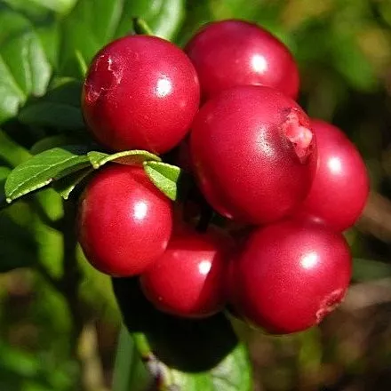 Основное изображение