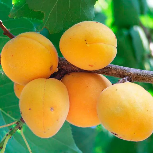 Абрикос Орловчанин 3-х летка Tim 