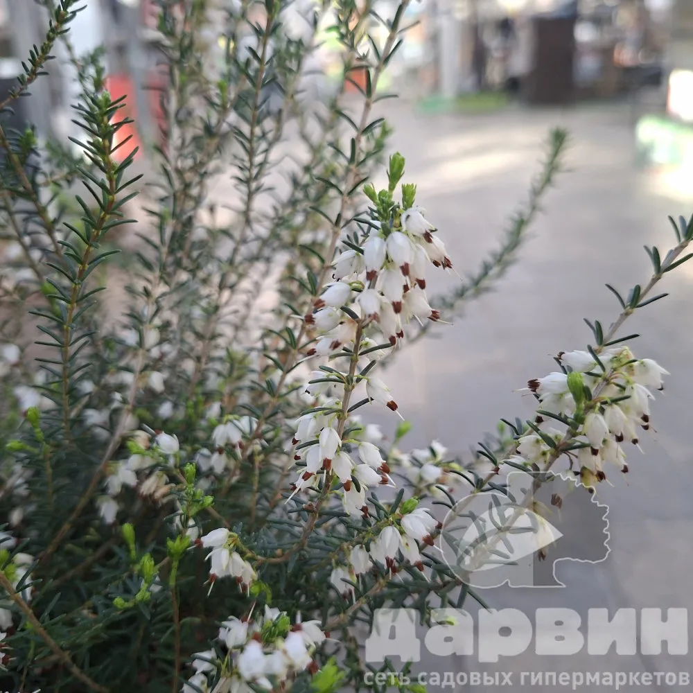 Эрика дарленская Вайт Перфекшион v5 Lav 