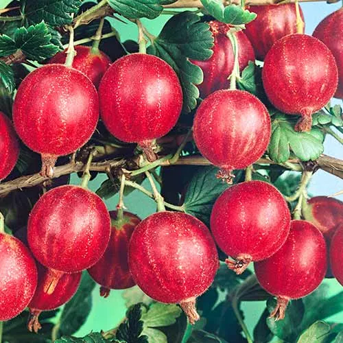 Крыжовник Салют красн v5 Tim 