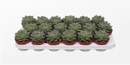 Эхеверия Фабиола d8 h10 