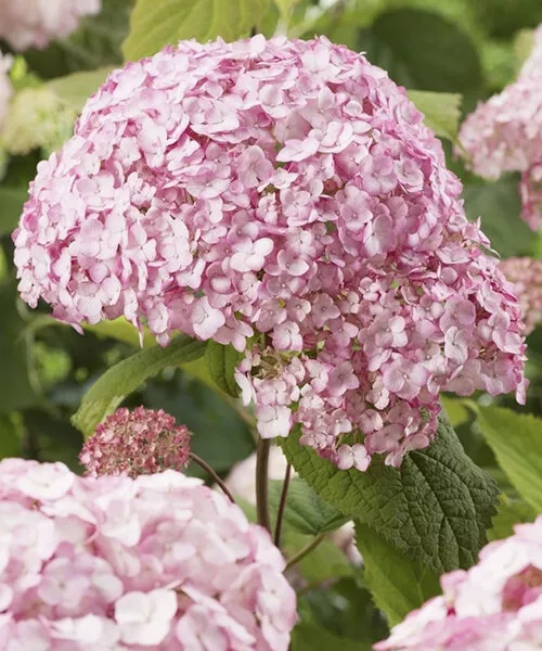 Гортензия древовидная Кендибелл Бабблгам v15 YP 