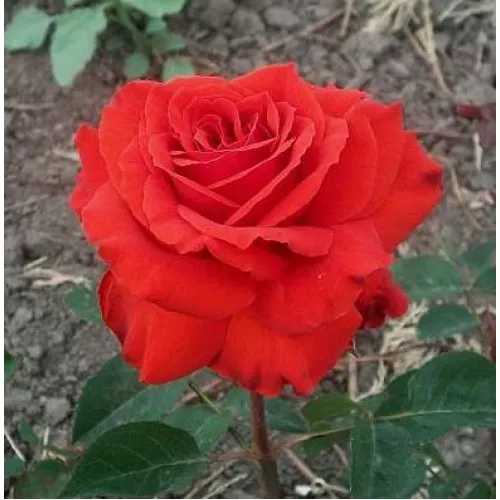 Роза чайно-гибридная Лидке v5 Lav 