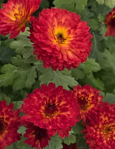 Кореневище Хризантема корейская Авиньон 1шт Поиск 