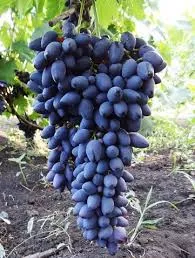 Виноград плодовый  Надежда Азос синий v5 Tim 