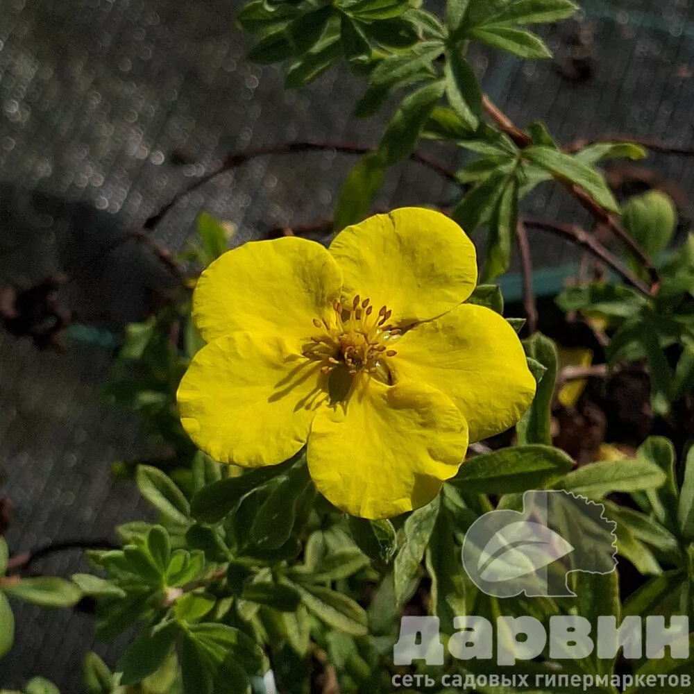 Лапчатка кустарниковая Голд Стар v2 Lav 