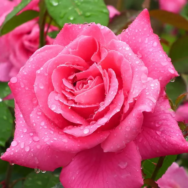 Роза чайно-гибридная Пинк Пис, c5 Tim 