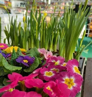 ДАРВИН поздравляет с 8 Марта!