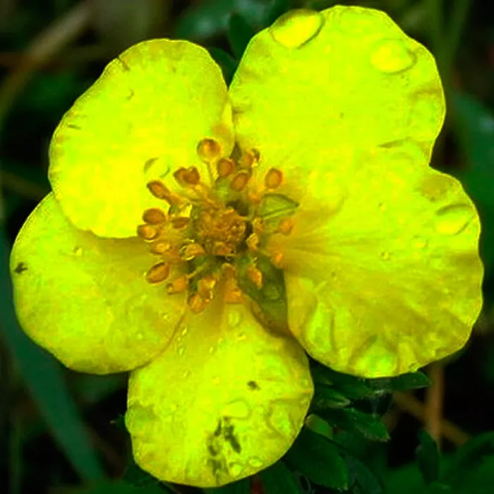 Лапчатка кустарниковая Голдстар c2 h20-30 Bor 