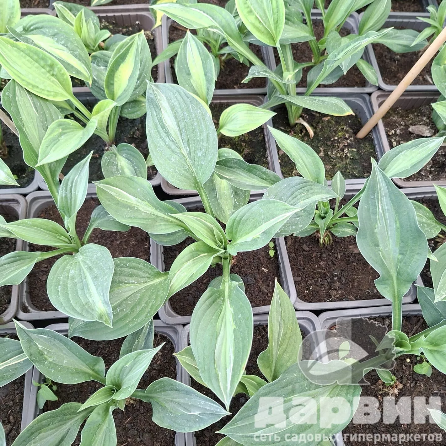 Хоста Стриптиз v2 Tim 