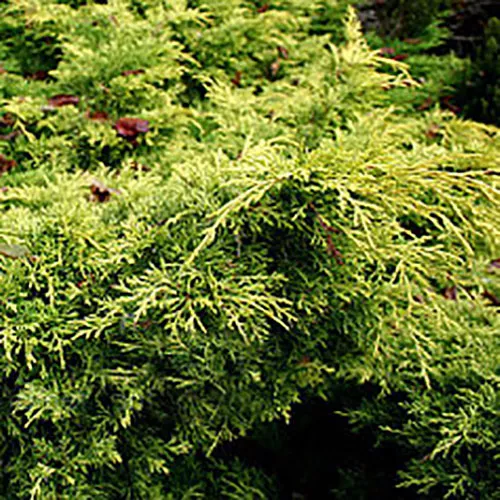 Растение можжевельник средний Блоунд С10 