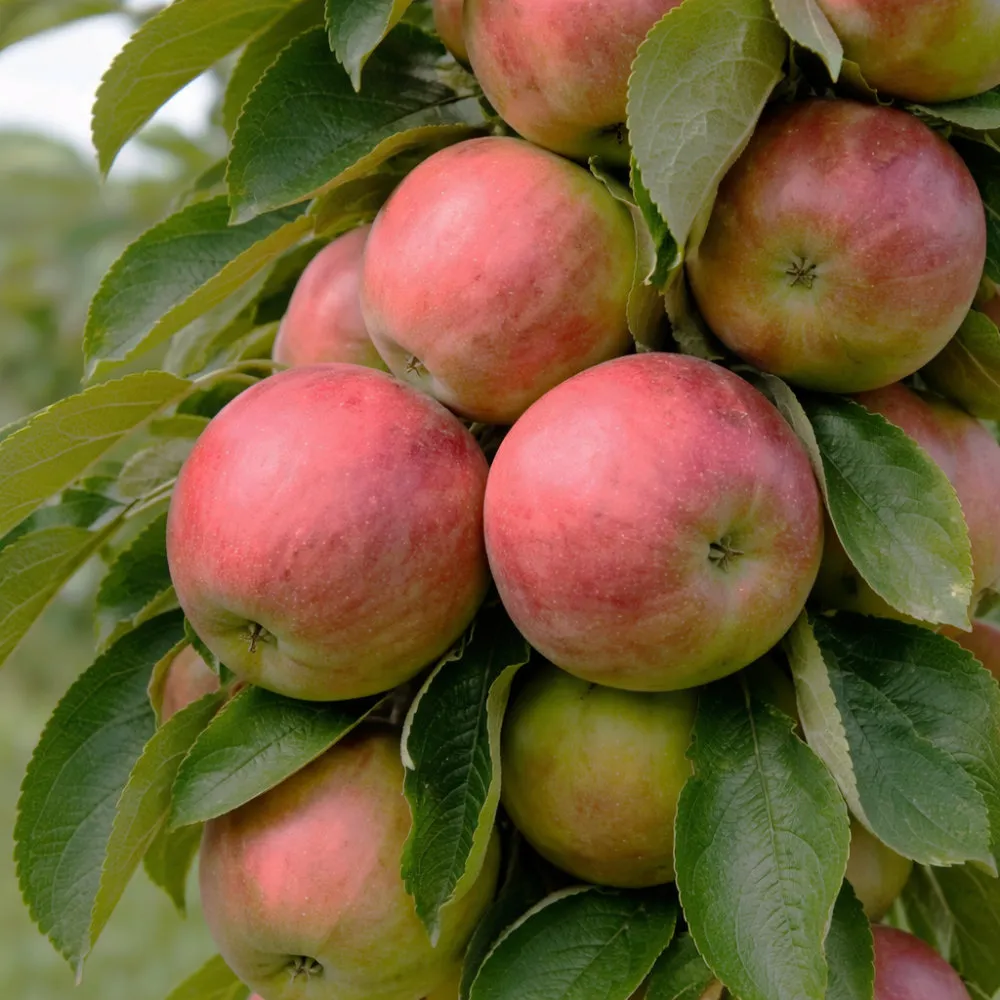 Яблоня колоновидная Пьедестал v7 60-80 Tim