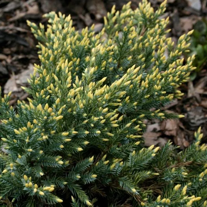 Растение можжевельник чешуйчатый Дрим джой 60-80см Lt2 