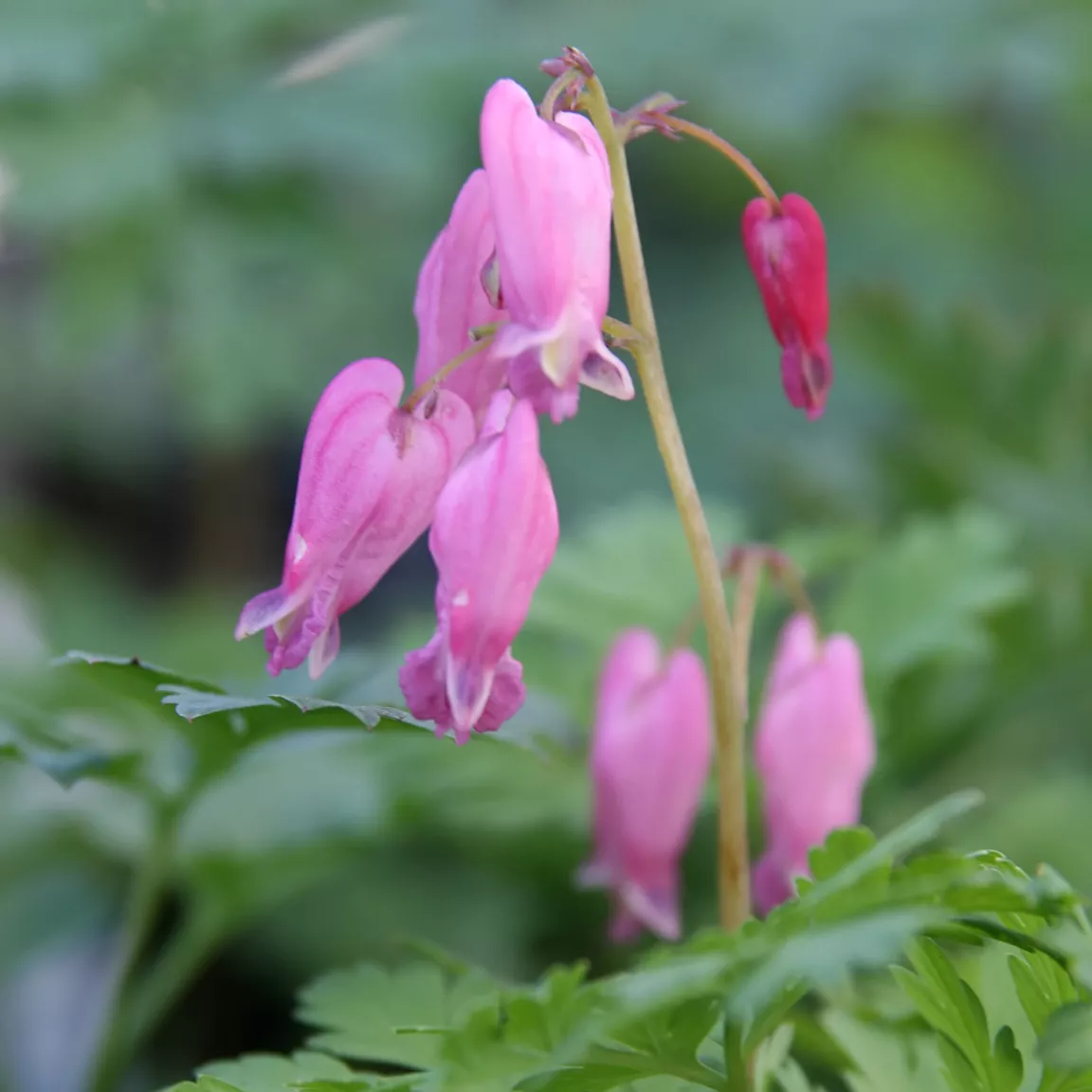 Дицентра Люксирант v2 Tim 