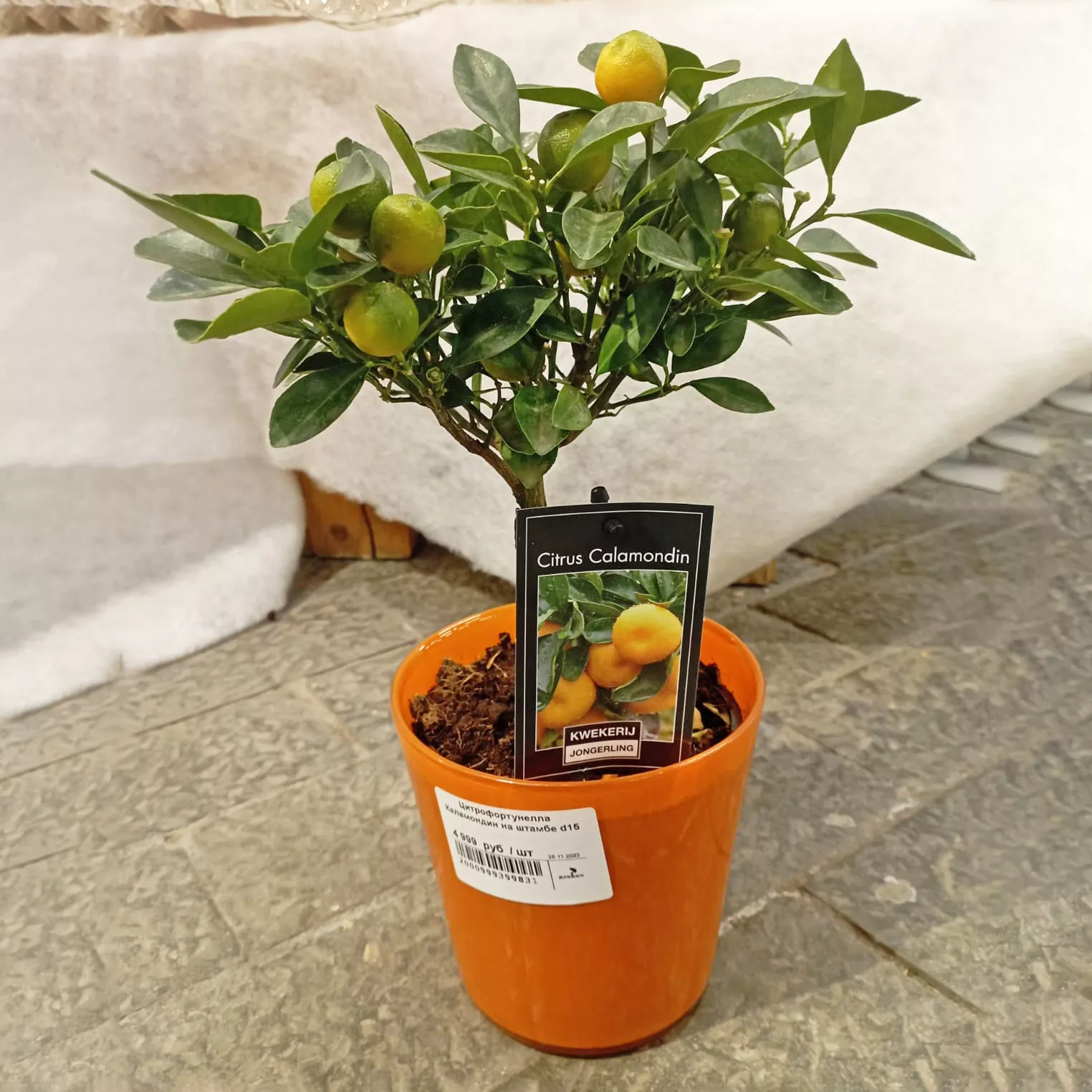 Цитрофортунелла Каламондин на штамбе d12 h35 