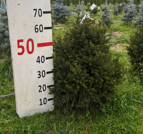 Ель обыкновенная Виллс Зверг 40-60 с25 Nik   