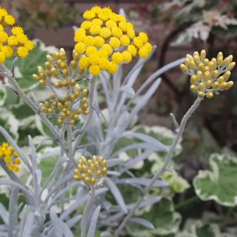 Гелихризум Корма d10 Lav 