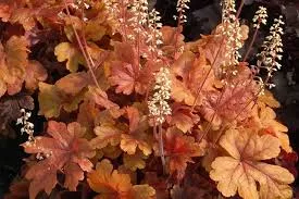 Гейхерелла Баттеред Рам (С2) ЦО 