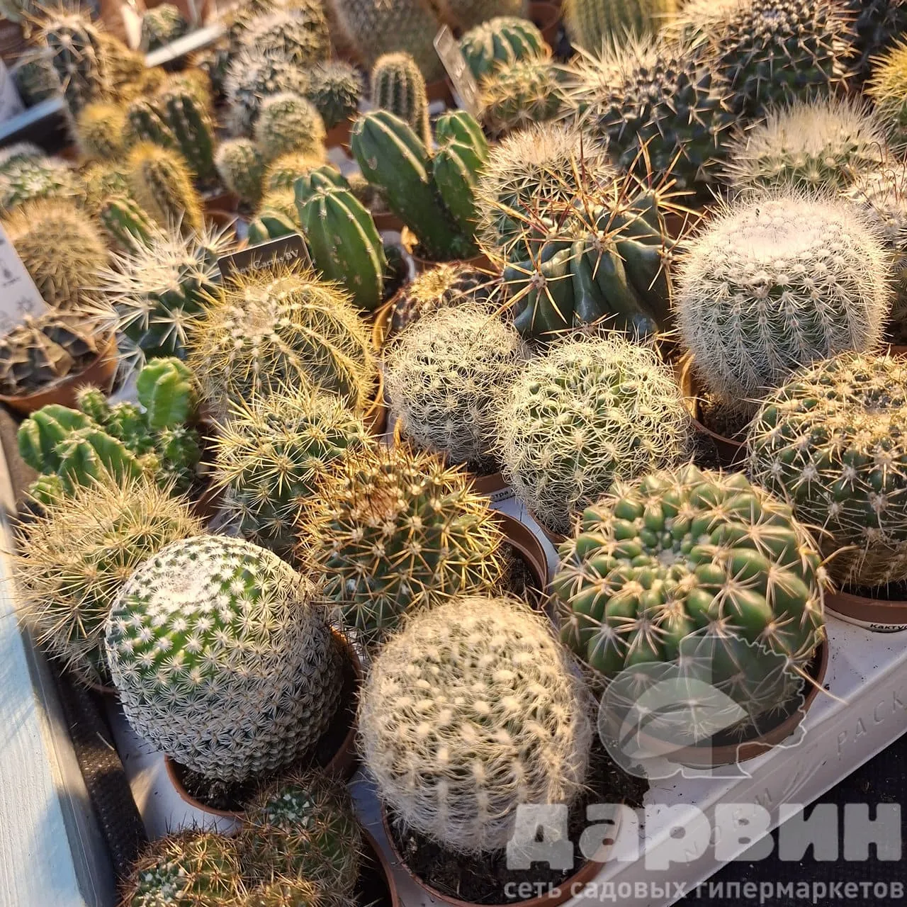 Кактус люкс микс d5 h10 