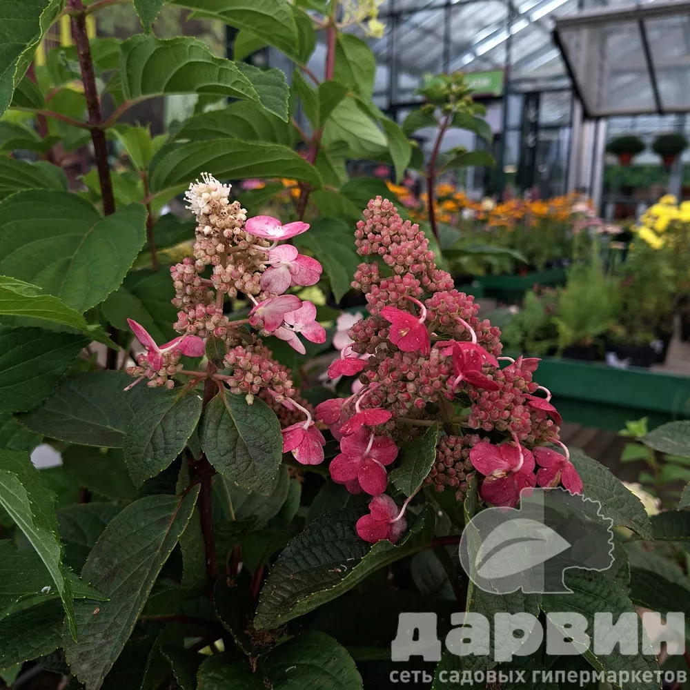 Гортензия метельчатая Инфинити C15, 30-50 YP 