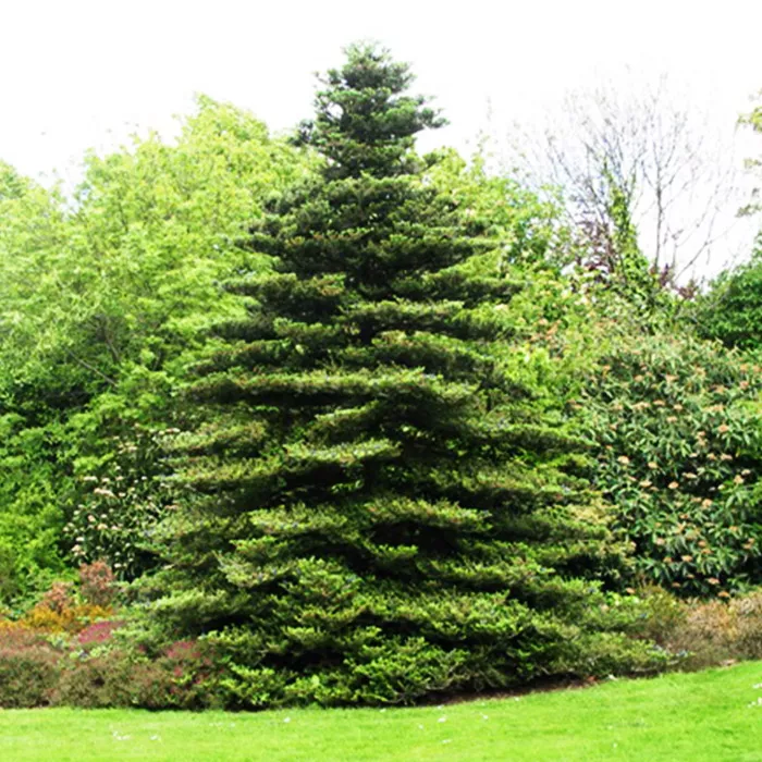 Растение пихта корейская 30-40 Lt 