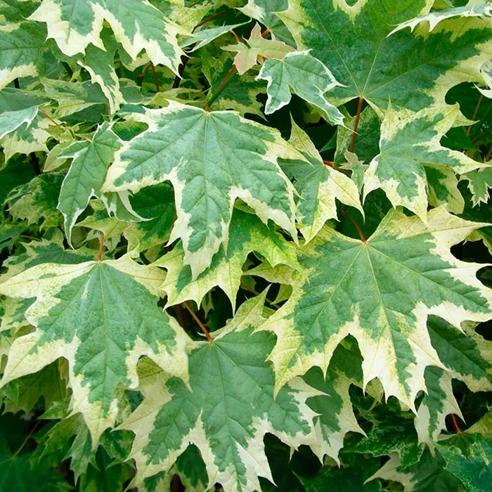 Клен остролистный Друммонди с15 h200-250 Bor 