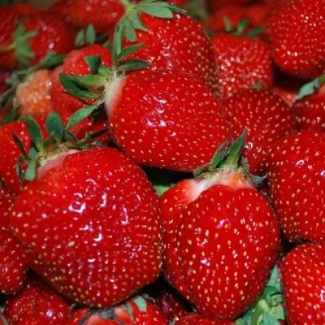 Земляника садовая ремонтантная Верити d11 Tim 